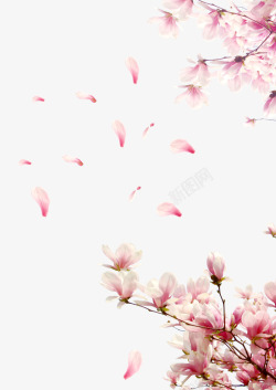 花瓣桃花飘落透明图素材