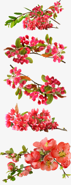 桃花花朵树叶设计素材
