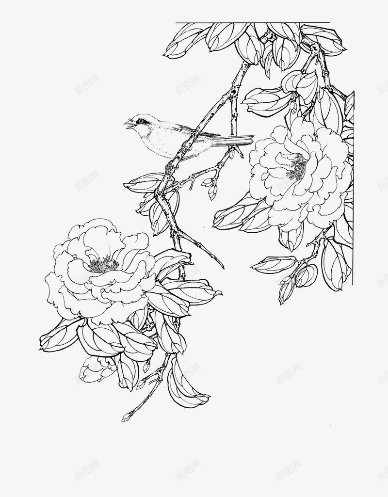 免扣白描工笔画花卉茶花篇png免抠素材_新图网 https://ixintu.com 免扣 白描 工笔画 花卉 茶花