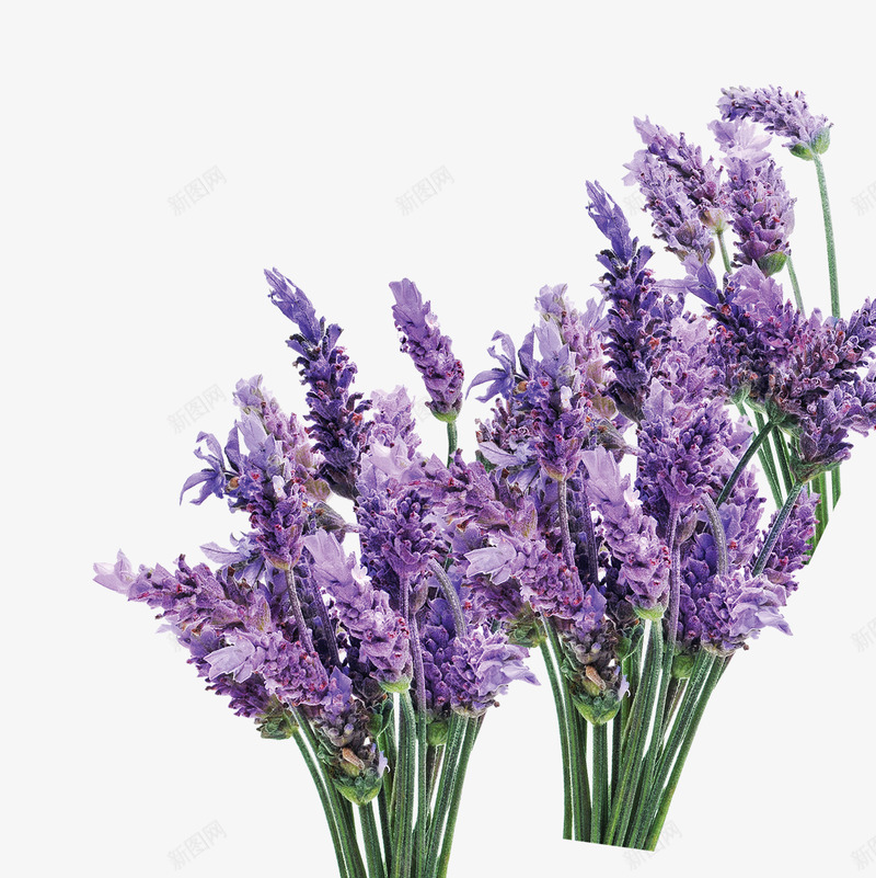 Lavender薰衣草2png免抠素材_新图网 https://ixintu.com 薰衣草