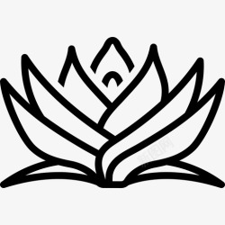 龙舌兰属植物潘达努斯渐尖龙舌兰高清图片