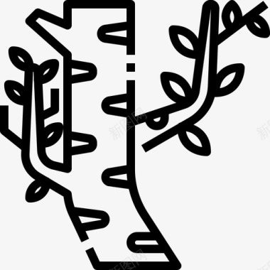 树桦树植物学图标