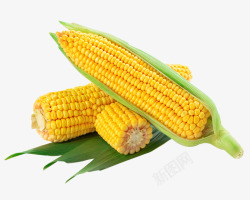玉米45素材