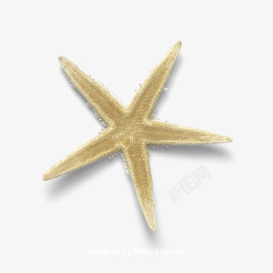 超海星海螺贝壳珊瑚海马等航洋生物主题starfis素材