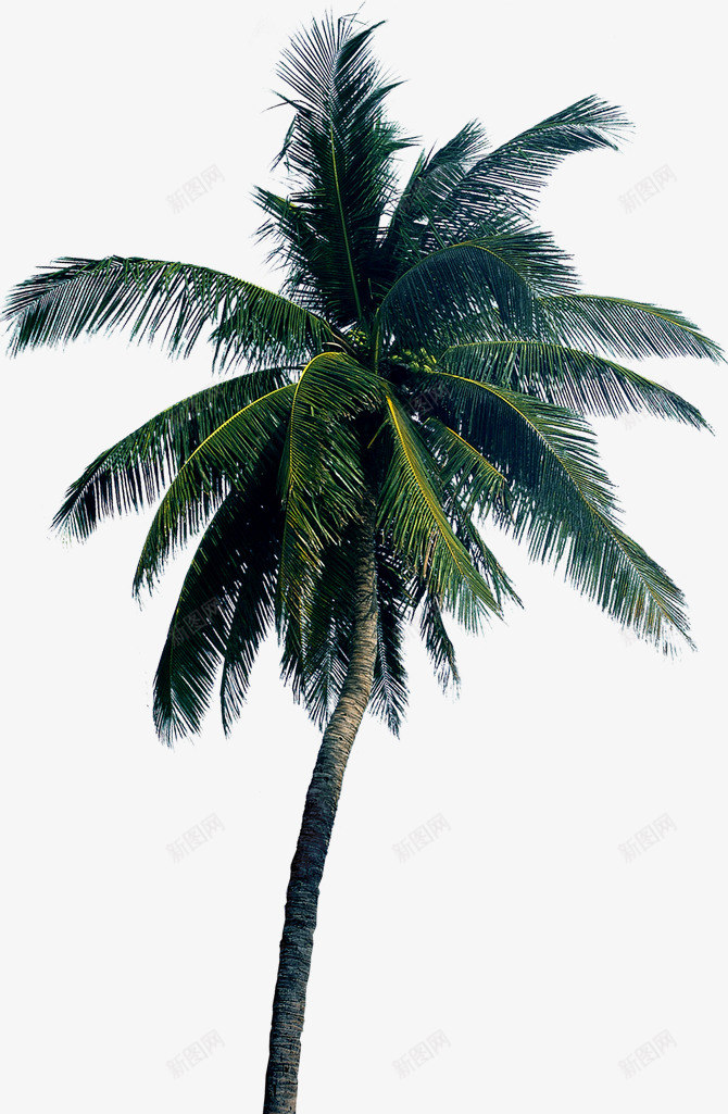 棕榈树椰子树png免抠素材_新图网 https://ixintu.com 棕榈树 椰子树