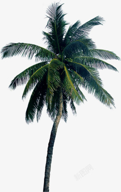 棕榈树椰子树素材