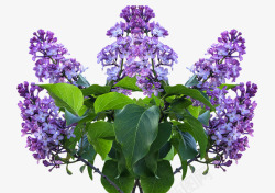 淡紫色花素材