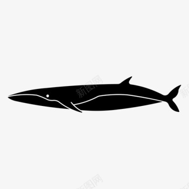 长须鲸动物座头鲸图标