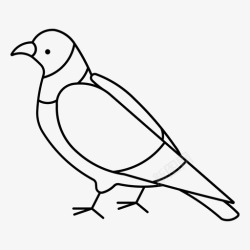 岩鸽鸽子鸟和平高清图片