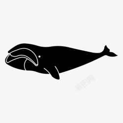 露嵴鲸露脊鲸鱼哺乳动物高清图片
