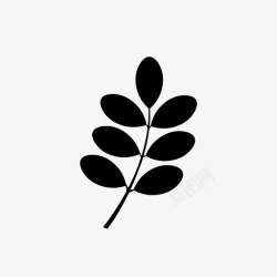 油茶标志辣木植物学叶高清图片
