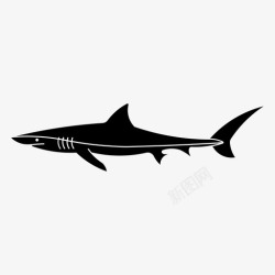 蓝鲨蓝鲨海洋捕食者高清图片