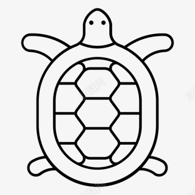 安哥拉乌龟爬行动物贝壳图标