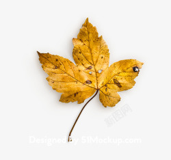 完美的秋天落叶广告场景设计树叶免扣素材