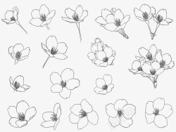 樱花梅花素材