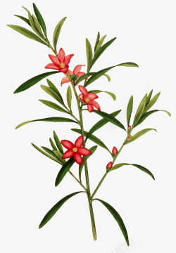 动植物元素红色花瓣写实树枝鲜花动植物壁纸高清图片