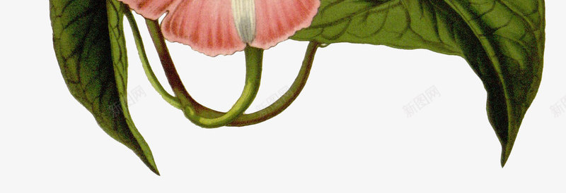粉色花朵鲜花动植物壁纸png免抠素材_新图网 https://ixintu.com 粉色 花朵 鲜花 动植物 壁纸