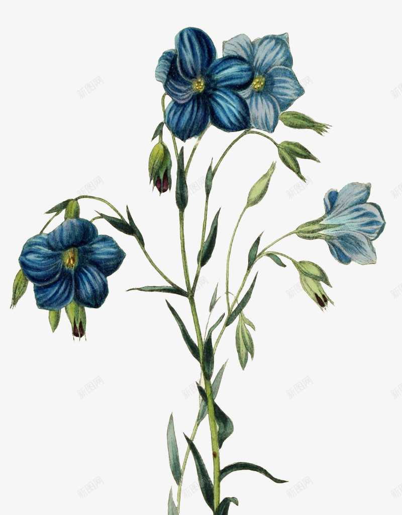 蓝色彩色手绘鲜花动植物壁纸png免抠素材_新图网 https://ixintu.com 蓝色 彩色 手绘 鲜花 动植物 壁纸