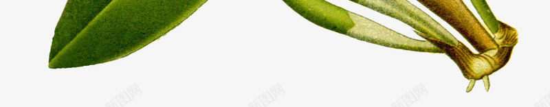 兰花写实花朵绿色鲜花动植物壁纸png免抠素材_新图网 https://ixintu.com 兰花 写实 花朵 绿色 鲜花 动植物 壁纸