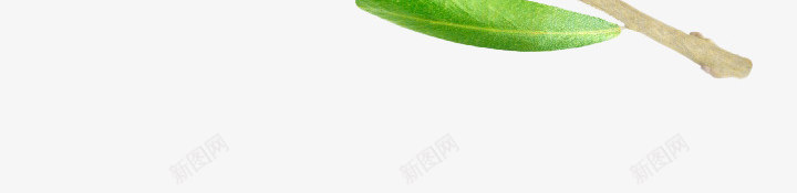橄榄叶橄榄枝橄榄植物橄榄果png免抠素材_新图网 https://ixintu.com 橄榄 橄榄枝 植物