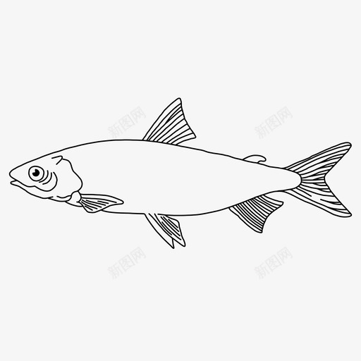 波万动物鱼svg_新图网 https://ixintu.com 万动物 动物 海洋生物