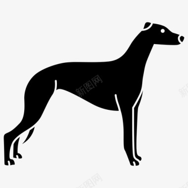 灰狗品种狗图标