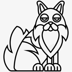 缅因浣熊猫大浣熊高清图片