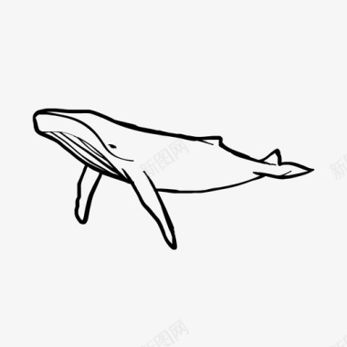 绘制鲸鱼海洋虎鲸图标