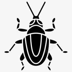 象甲甲虫鞘翅目昆虫学高清图片