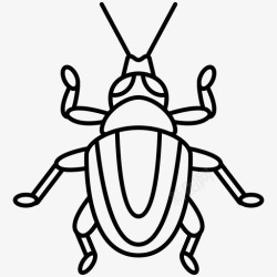 象甲甲虫鞘翅目昆虫学高清图片