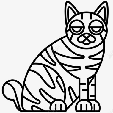猫美式短尾猫图标