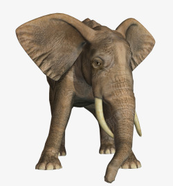 大象8素材