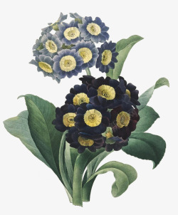 维多利亚时期花卉海报75素材