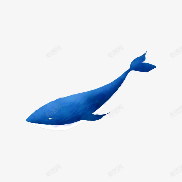 深蓝色小鲸鱼png免抠素材_新图网 https://ixintu.com 鲸鱼 彩色 漂亮的鲸鱼 png
