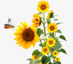 黄色的花美丽向日葵蝴蝶高清图片