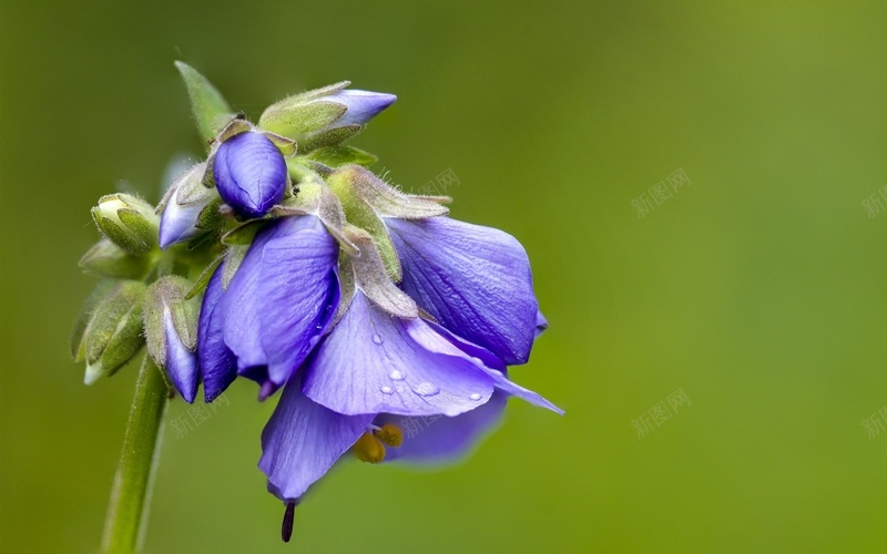 绿色背景蓝铃花jpg设计背景_新图网 https://ixintu.com 绿色 背景 蓝铃花 清新