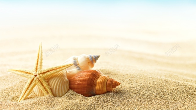 海滩星形贝壳背景