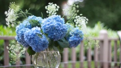 花瓶绣球花蓝色绣球花花瓶栅栏高清图片
