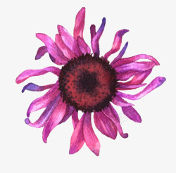 紫色菊花手绘植物元素素材