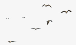 远景元素关于鸟的各种素材1高清图片
