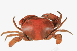 红鲟海鲜螃蟹红鲟高清图片