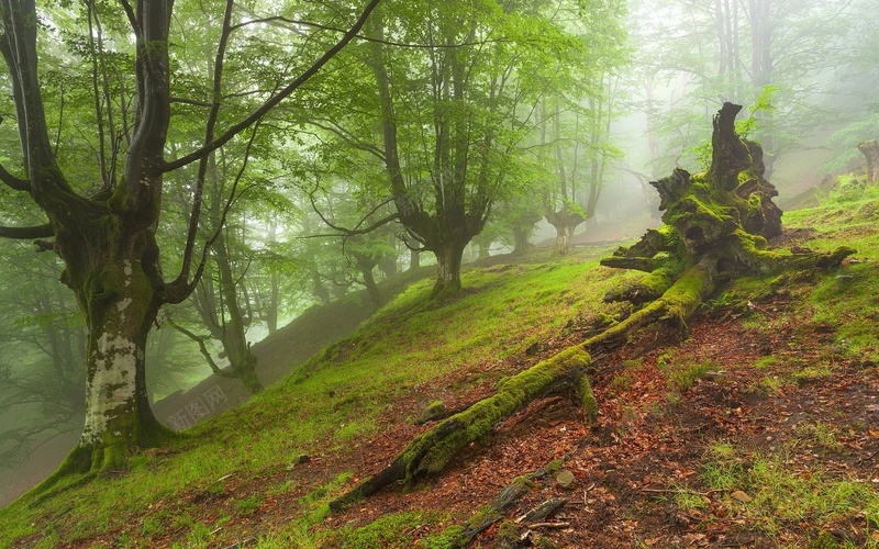 雾霭中的森林jpg设计背景_新图网 https://ixintu.com 雾霭 森林 绿树 树根