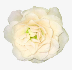 白玫瑰实物免抠素材素材