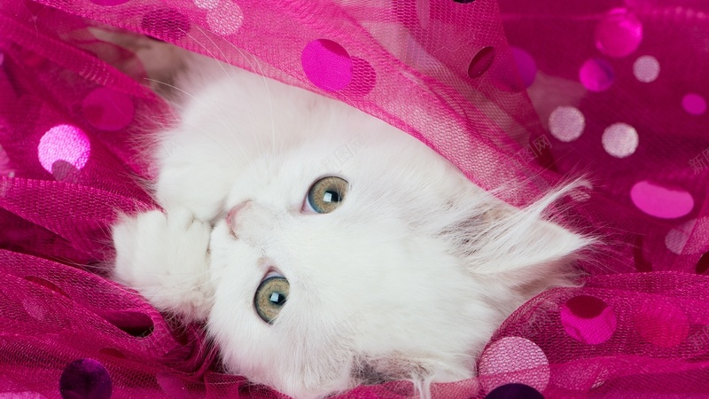 白色小猫粉色丝绸jpg设计背景_新图网 https://ixintu.com 白色小猫 猫 眼睛 粉红色丝绸