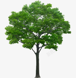 树木背景免扣PNG绿色大树高清图片