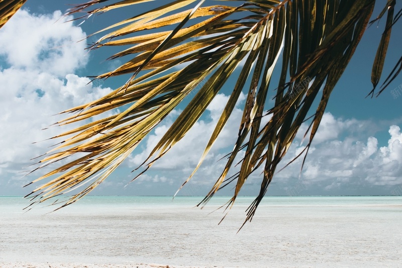 海边的棕榈树jpg设计背景_新图网 https://ixintu.com 海边 沙滩 棕榈树 风景