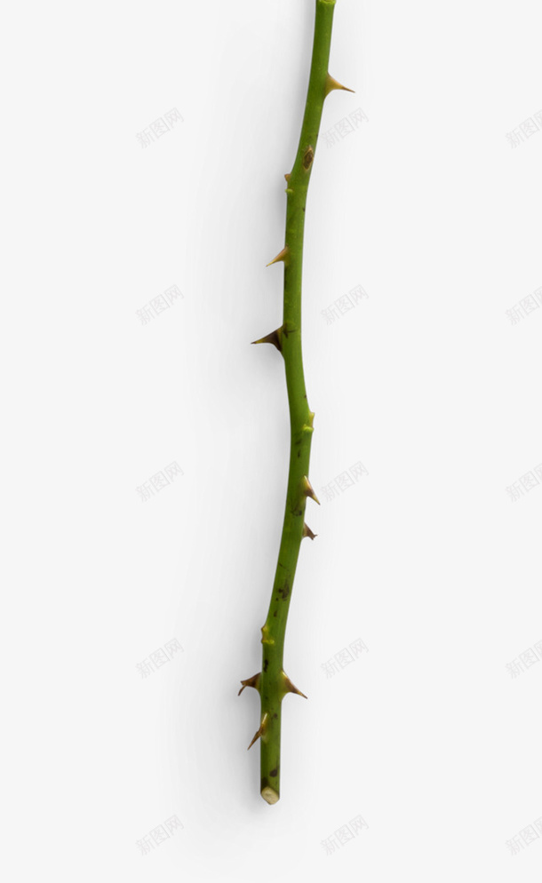 红玫瑰植物装饰元素png免抠素材_新图网 https://ixintu.com 红玫瑰 植物 装饰元素 花朵
