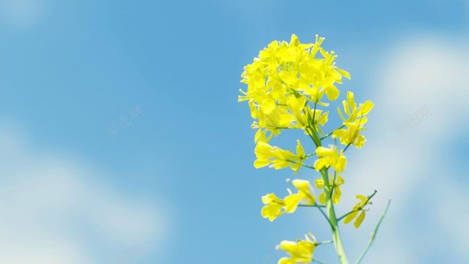 蓝天黄色油菜花背景