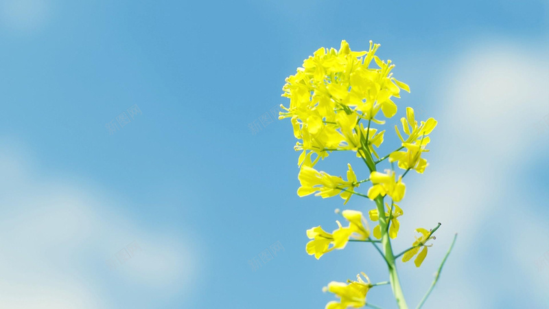 蓝天黄色油菜花jpg设计背景_新图网 https://ixintu.com 蓝天 阳光 黄色 油菜花