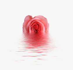 玫瑰水粉色玫瑰水情人节素材高清图片